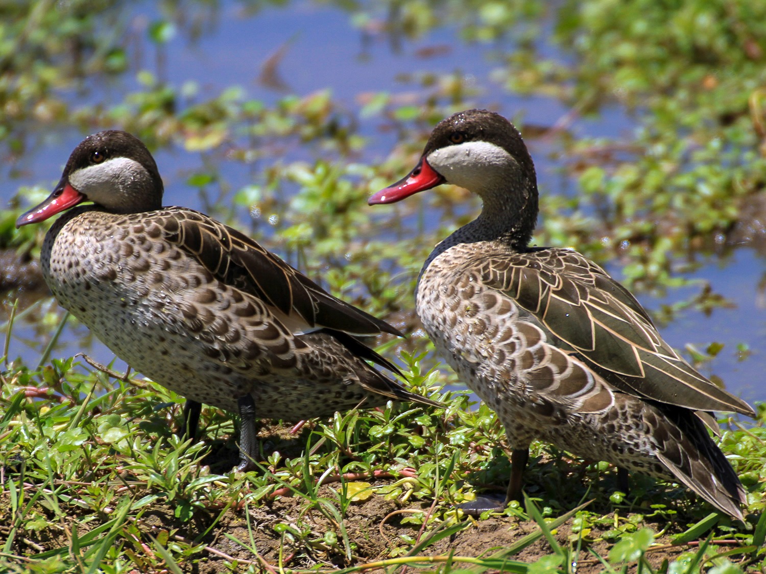 Red Billed Ducks